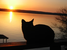 photo: Cat admiring the sunset