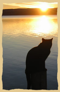 photo: Cat enjoying a sunset