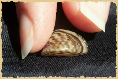 photo: Close-up of a Zebra mussel