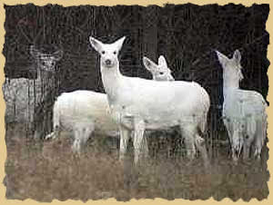 photo: Collection of White Deer